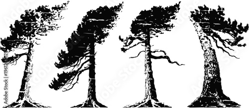 silhouettes of tall pine trees with leaning trunks and flowing branches in black