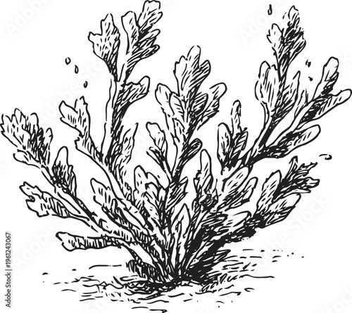 Vintage seaweed illustration with detailed frond shapes and underwater plant texture