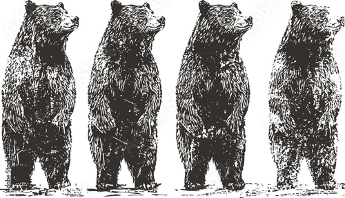 Four standing bears illustration in vintage wild animals on white background nature wildlife drawing clipart