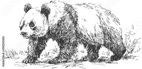 Giant panda walking in grass black and white bear animal wildlife sketch illustration