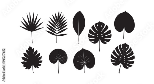 A collection of different tropical leaves on a white background