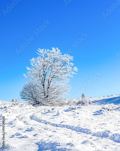 Minimalist winter landscape with a single snow-covered tree under clear blue sky, untouched snow field and copy space, peaceful cold season nature background
