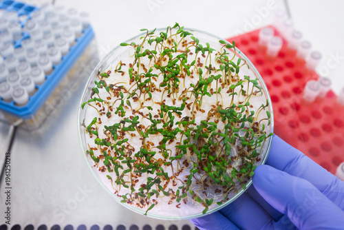 Young plants in an experimental petri dish in the laboratory. Research into the resistance of genetically modified lettuce.