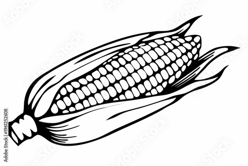 Corn ear partially husked on plain white studio background
