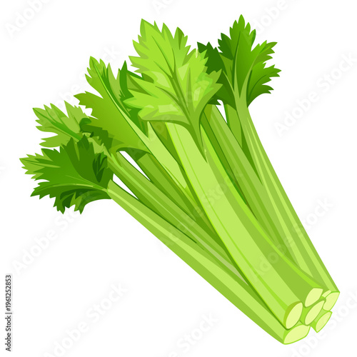Bunched celery stalks with cut ends isolated on white background