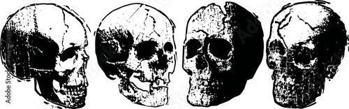 four detailed human skull illustrations in black and white with different angles and shading