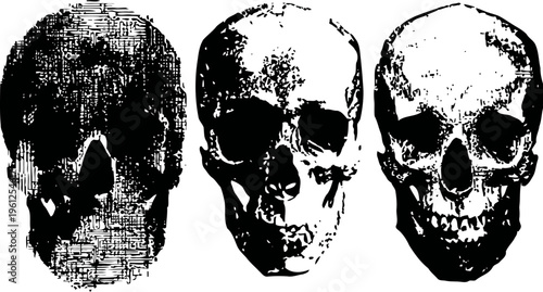 Three human skulls illustration detailed vintage engraving of frontal view anatomy of the human head