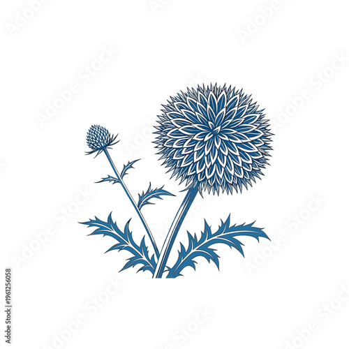 A blue and white vector graphic illustration of a thistle flower design