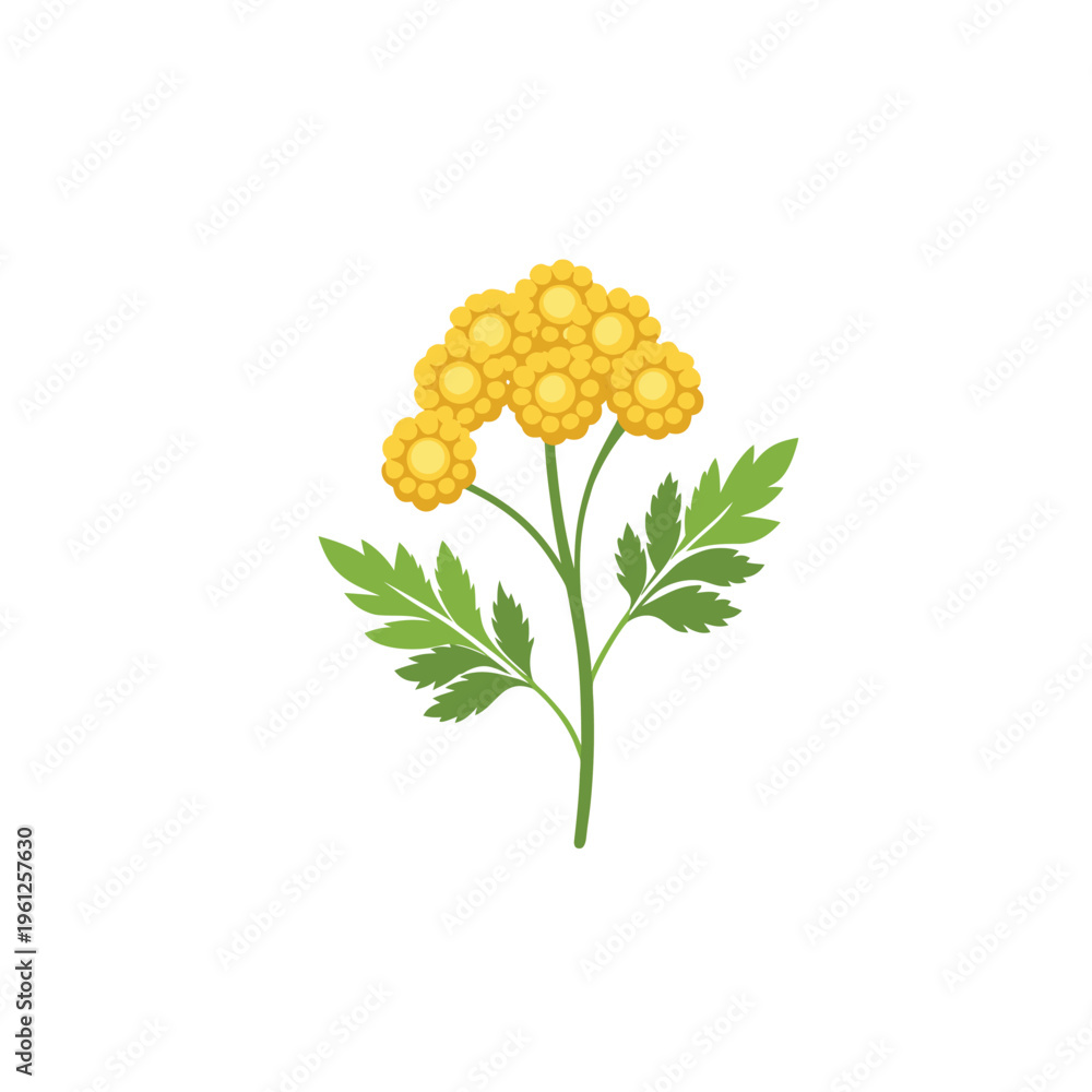 Obraz premium A vibrant yellow flower with green leaves on a white background vector graphic