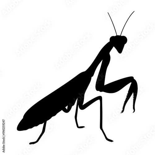 Praying mantis silhouette vector illustration of insect predator for biology and nature design