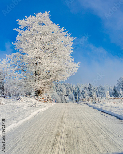 Snow covered rural road leading through winter landscape with frosty tree and forest, cold sunny day with blue sky, peaceful countryside scene with copy space