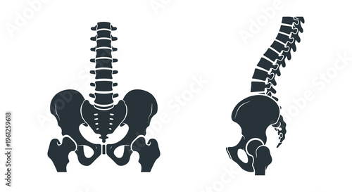 Anatomical illustration of a human spine and pelvis black silhouette
