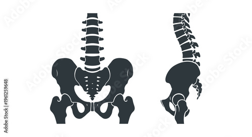 Anatomical study of the human spine and pelvis black silhouette