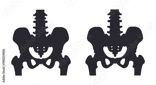 Anatomy of human pelvises shown in contrasting dark silhouette