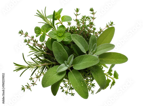 Foto Isolated fresh culinary herbs mix with fragrant rosemary, sage, thyme, and mint