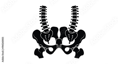Anatomical depiction of a human spine and pelvis black silhouette