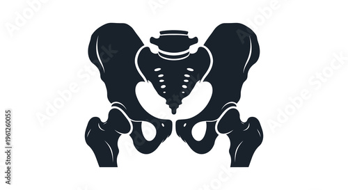Anatomical illustration of human pelvic bones in black silhouette