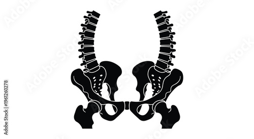 Anatomical illustration of a human pelvis and spine black silhouette