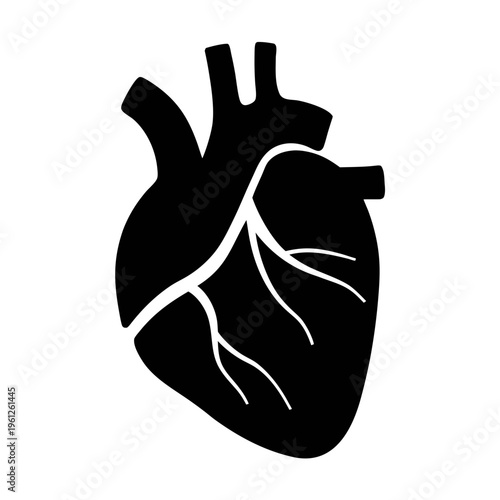 Anatomical heart vector illustration for medical design and health related graphics and artwork use