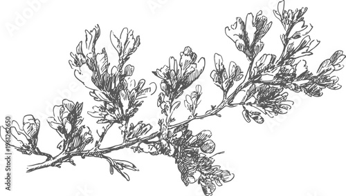 Botanical illustration of a flowering plant branch with detailed leaves and blossoms