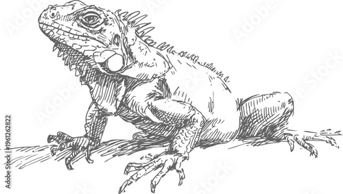 Detailed black and white illustration of an iguana lizard with textured scales and sharp claws