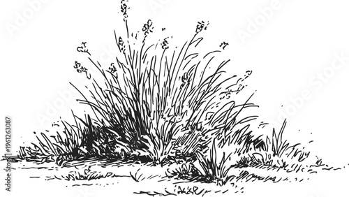 Wild grass clump with leaves and spikes botanical nature sketch in black and white line art