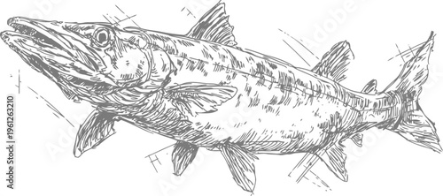 detailed hand drawn illustration of a freshwater fish with sharp fins and elongated body