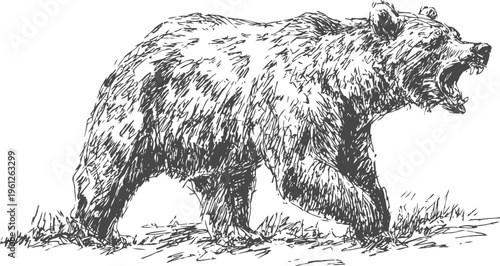 Angry brown bear walking with open mouth roaring vintage hand drawn illustration
