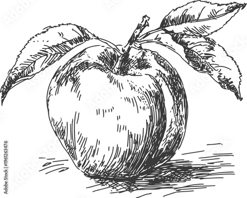hand drawn apple with leaves vintage botanical sketch of fresh fruit on branch