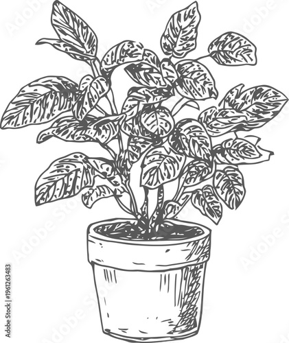 Potted houseplant with large detailed leaves, indoor gardening and botanical illustration black and white