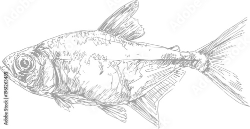 Detailed hand drawn fish illustration with scales, fins, and textured shading in vintage