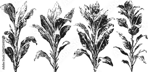 hand drawn vintage tobacco leaves illustration set with detailed shading and textured