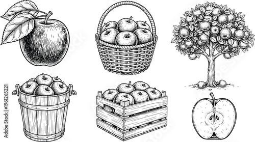 Apple harvest engraving set with basket, crate, bucket and tree. Hand drawn vintage illustration. Detailed rustic style perfect for farming, packaging and organic food design.