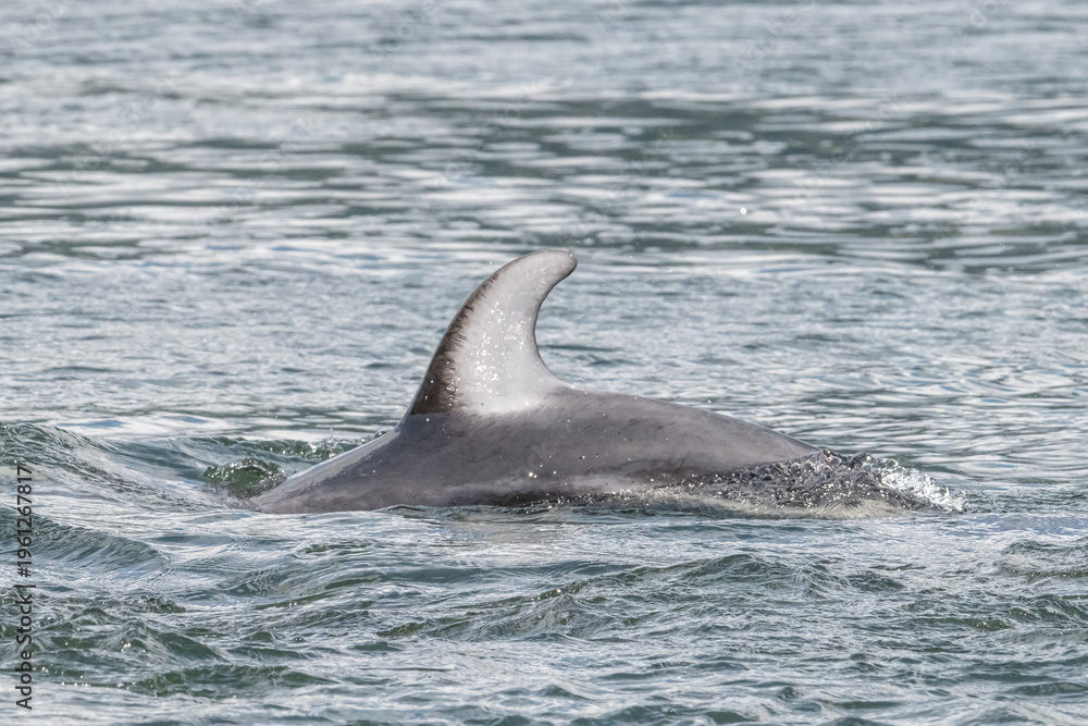 Fototapeta premium dolphin in the water