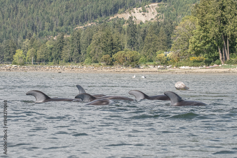 Obraz premium group of dolphins