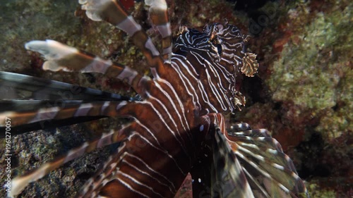 lionfish  underwater searching and patroling rocks for food mediterranean sea