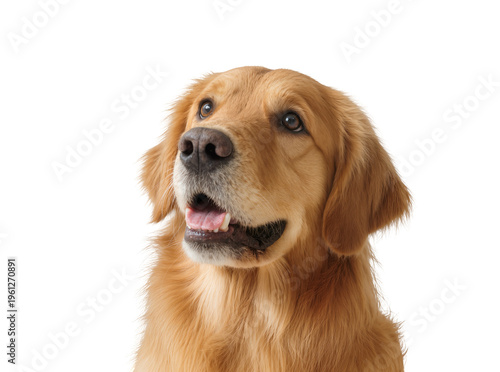 Canvas Print Isolated happy golden retriever dog looking up with an open mouth, friendly expr