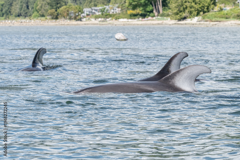 Obraz premium Pacific white sided dolphins 