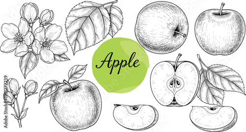 Apple botanical engraving set with blossoms, leaves and fruit slices. Hand drawn vintage illustration. Detailed retro style perfect for packaging, labels and organic food design.
