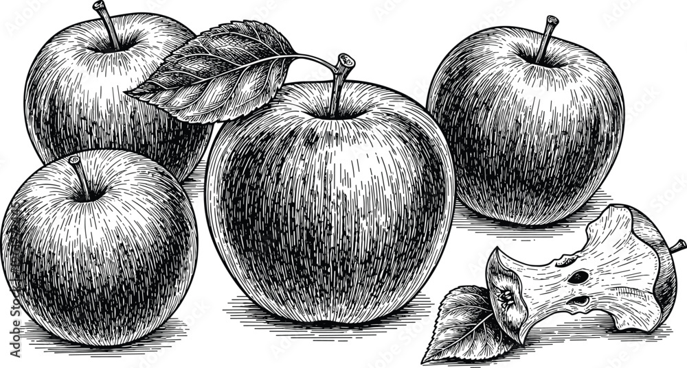 Fototapeta premium Vintage apple composition with whole fruits and slices. Hand drawn engraving style illustration with detailed shading. Ideal for packaging, labels, farm branding and organic food design.