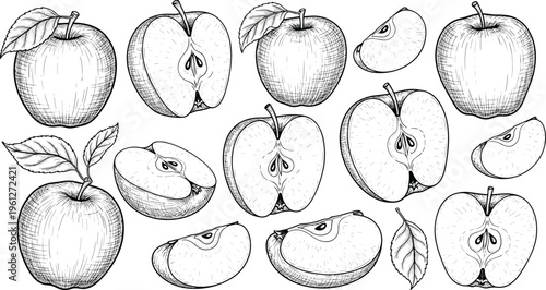 Apple set with whole and sliced fruits in vintage engraving style. Hand drawn botanical illustration collection. Perfect for packaging, labels and organic food design.
