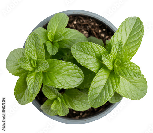 Potted mint plant with green leaves from above isolated on a transparent background