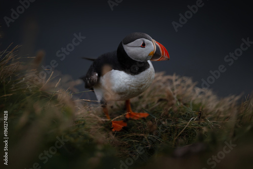 View of an Atlantic puffin standing on a grassy cliff with its distinctive orange beak and black and white plumage in Iceland.