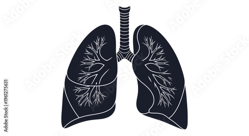 Detailed illustration of human lungs with branching airways silhouette