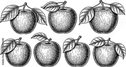 Hand drawn apple engraving set. Vintage fruit illustration collection with detailed leaves and stems. Botanical sketch style perfect for packaging, labels, farm branding and organic food design.