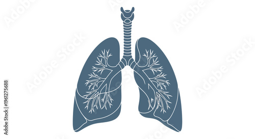 Detailed illustration of human lungs with branching airways a silhouette