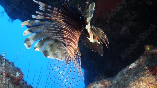 lionfish  underwater searching and patroling rocks for food mediterranean sea