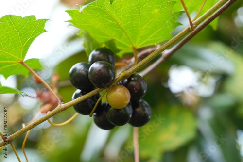 Cluster of dark ripe grapes hanging from a vine, highlighted by natural sunlight and surrounded by vibrant green leaves.