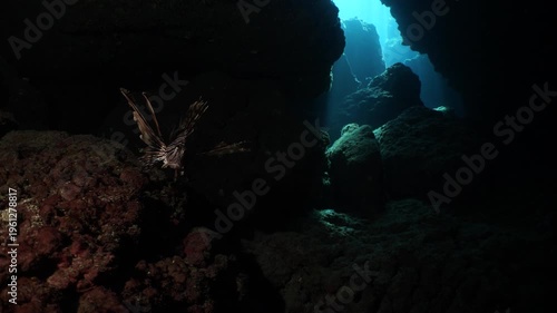 lionfish  underwater searching and patroling rocks for food mediterranean sea