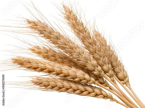 Isolated group of golden wheat ears, a symbol of harvest, agriculture, and healthy organic food.